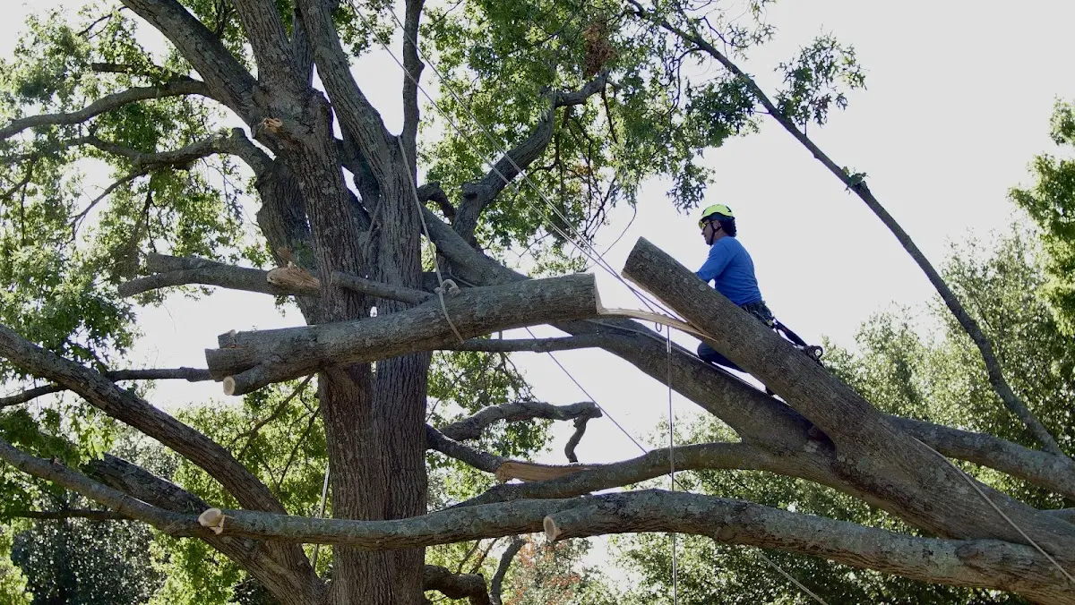 Professional Hazardous Tree Removal performed by certified arborists in Gypsy