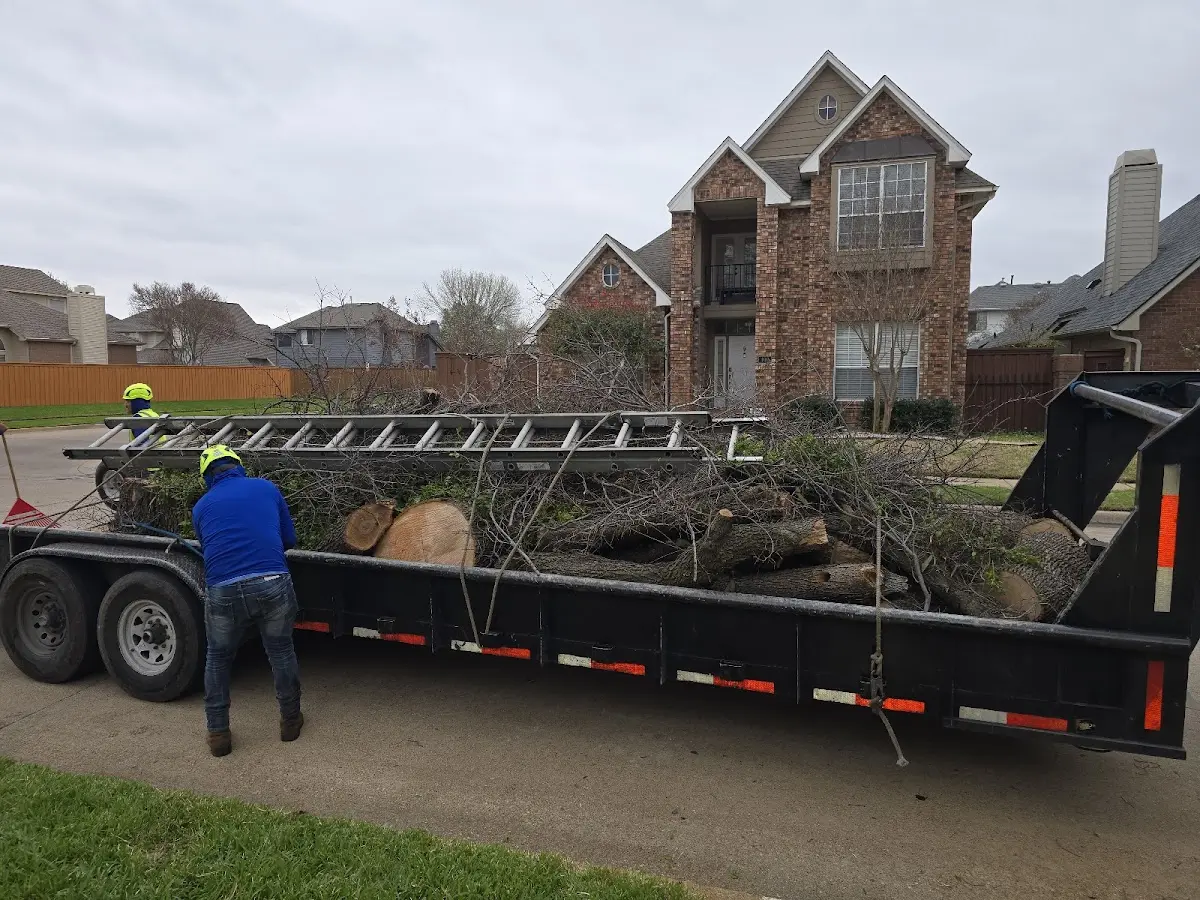 Expert Tree Removal with proper safety equipment in Gypsy